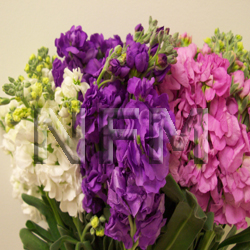 stock flowers assorted double